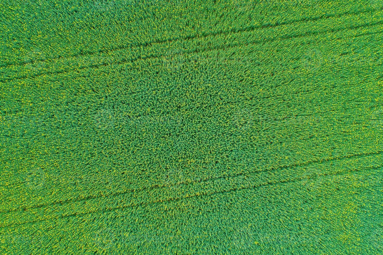 agricultural field of potato cultivation overhead seen by drone, textured background for the concept of agriculture photo