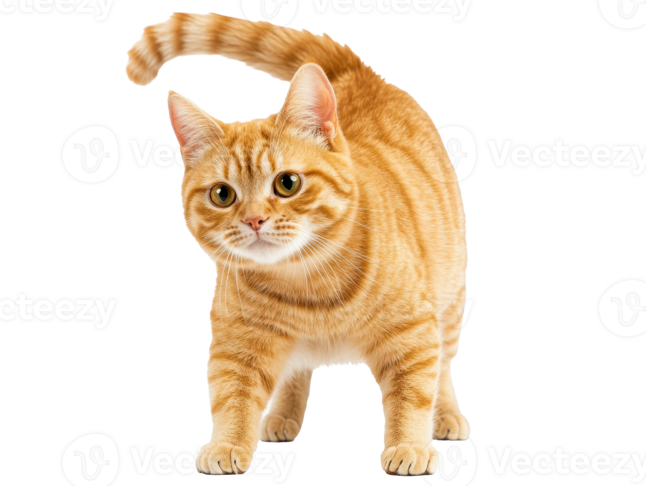 Orange tabby cat standing and looking curiously indoors png