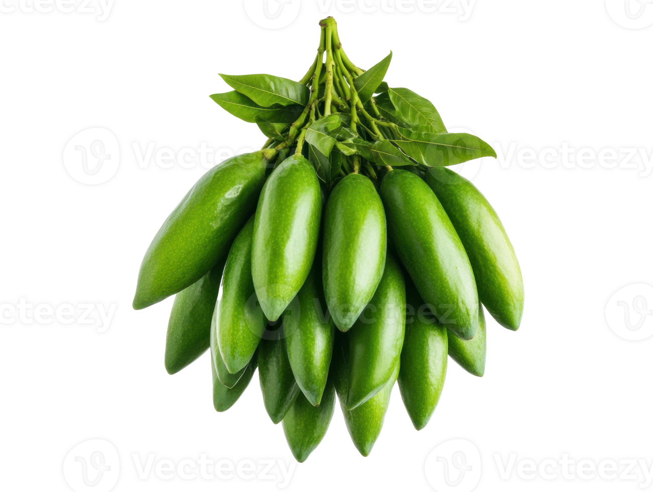 Fresh green avocados hanging on branch for healthy lifestyle png