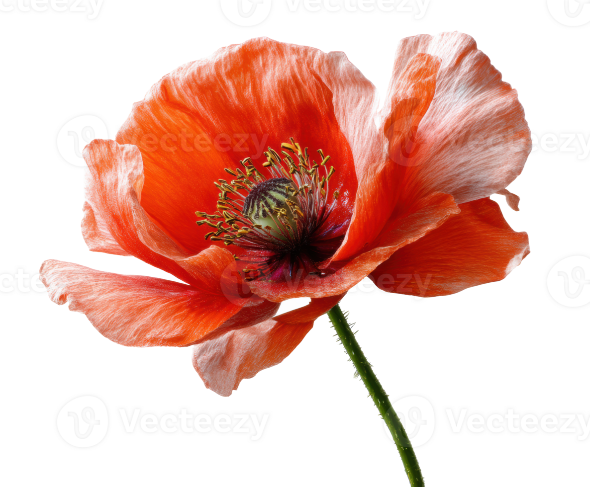 Vibrant red poppy flower against a clean background for design png