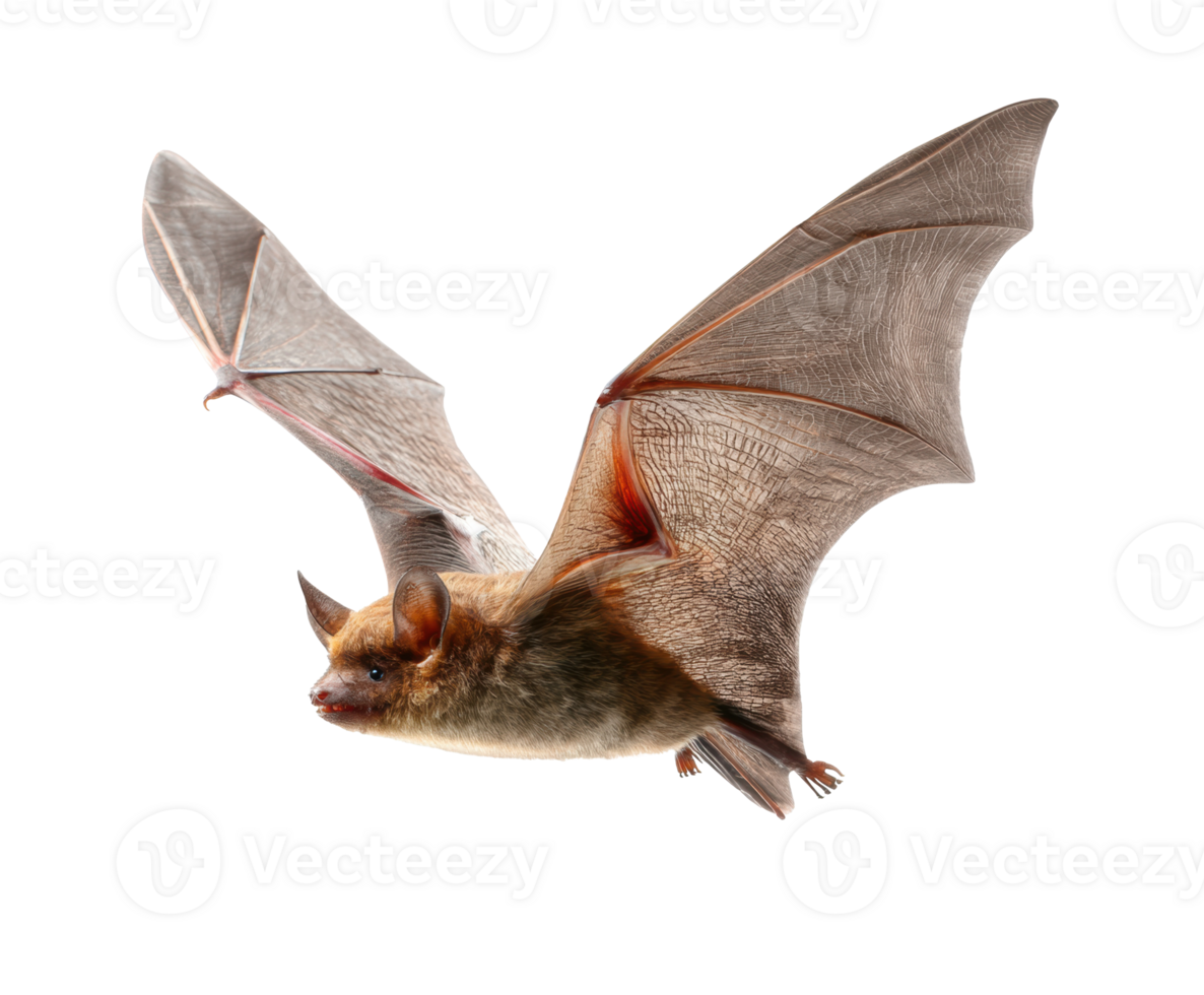 Flying bat in a natural environment during dusk hours png