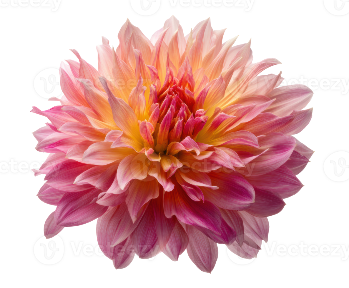 Beautiful pink dahlia flower with vibrant petals in full bloom png