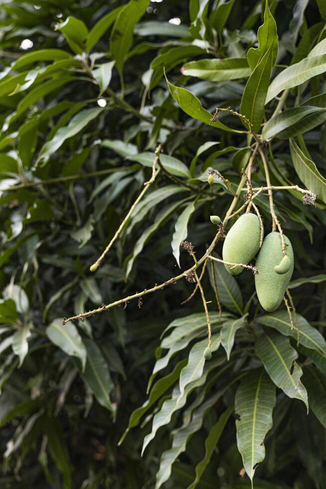 Some Mangoes Are Still Small, And Some Are Already Big photo