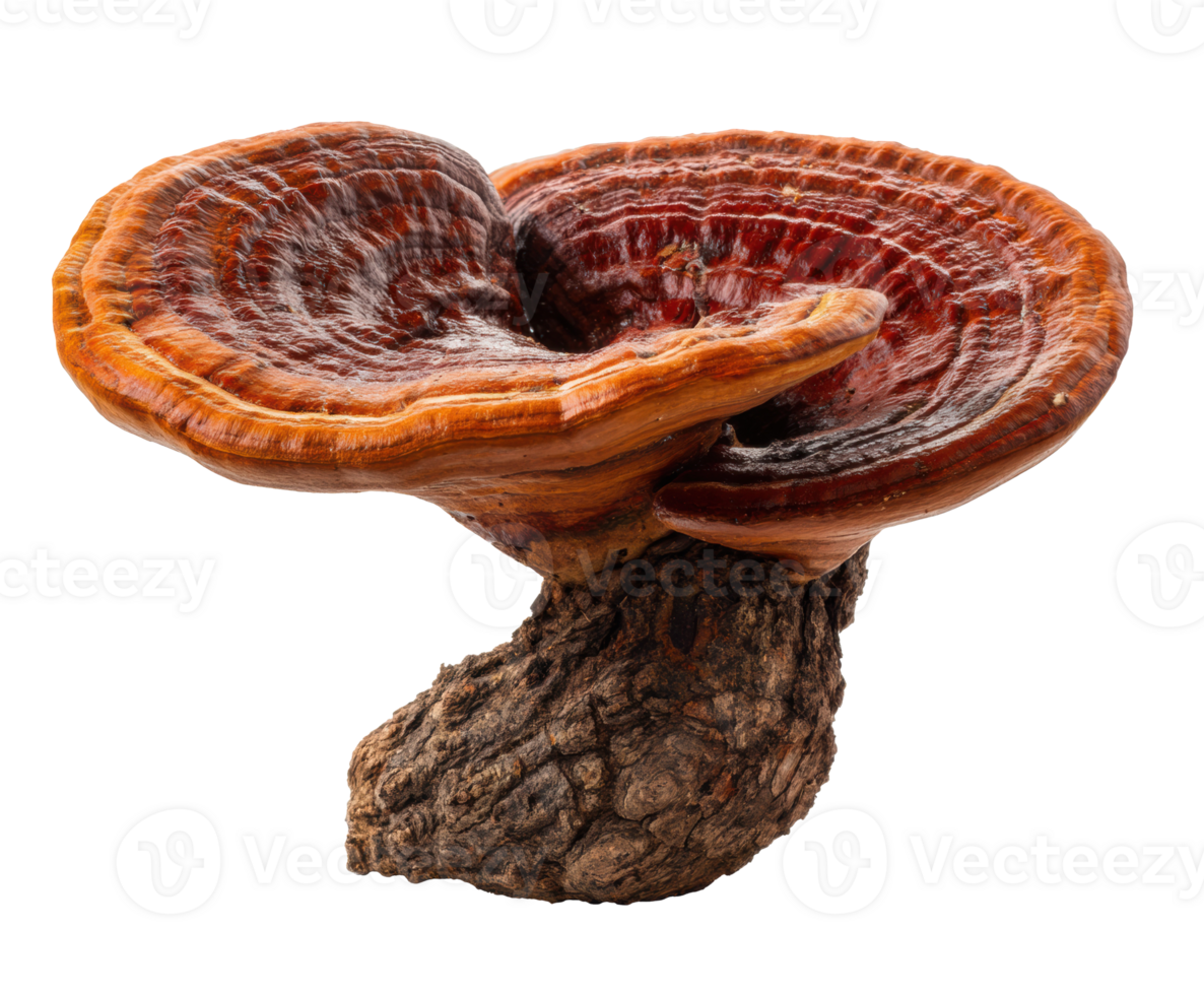 Unique and colorful ganoderma mushroom on a natural log base png