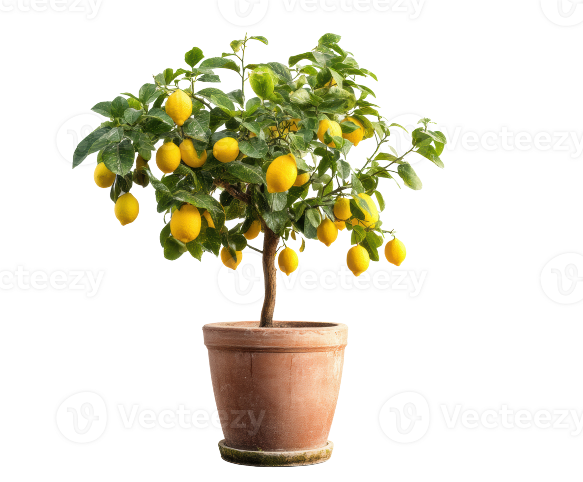 Fresh lemon tree with ripe fruit in a pot for home gardens png