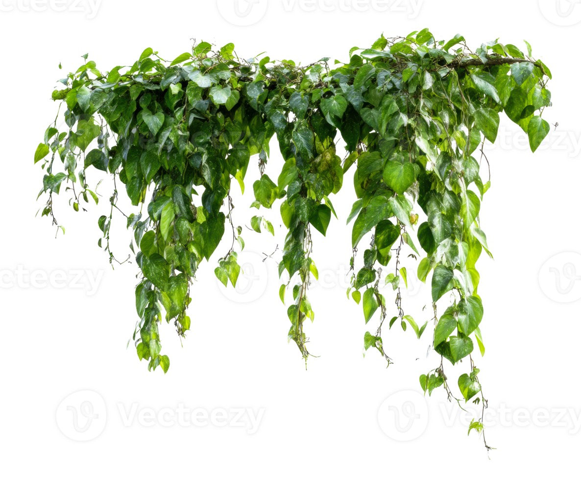 Lush green trailing vines adding beauty to indoor spaces png