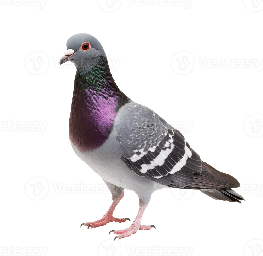 Colorful pigeon standing on a surface highlighting urban wildlife png