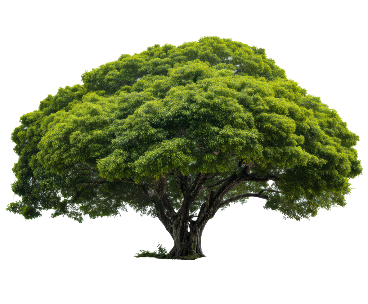 Lush green tree symbolizing nature's beauty and vitality png