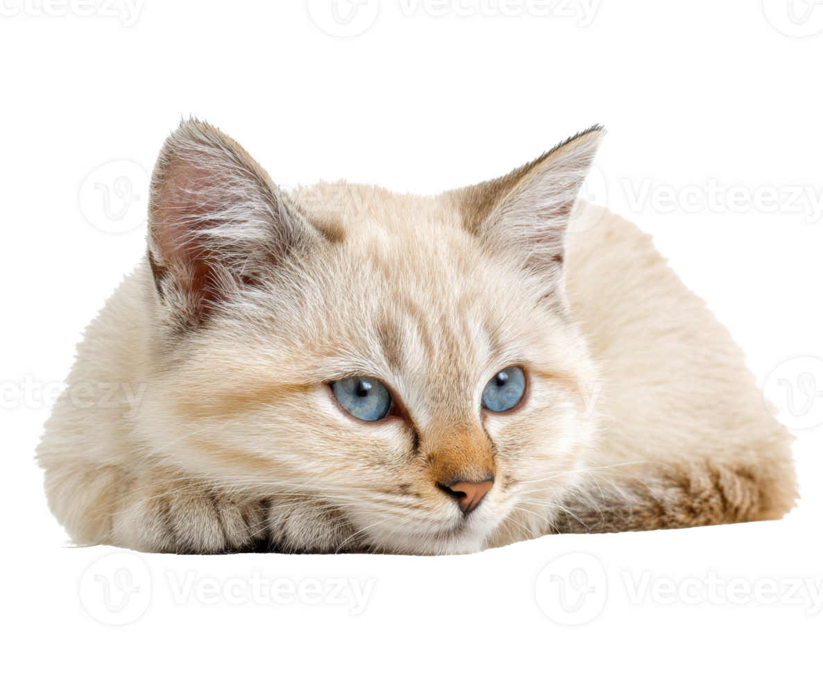 Cute fluffy cat with blue eyes relaxing peacefully on soft surface png