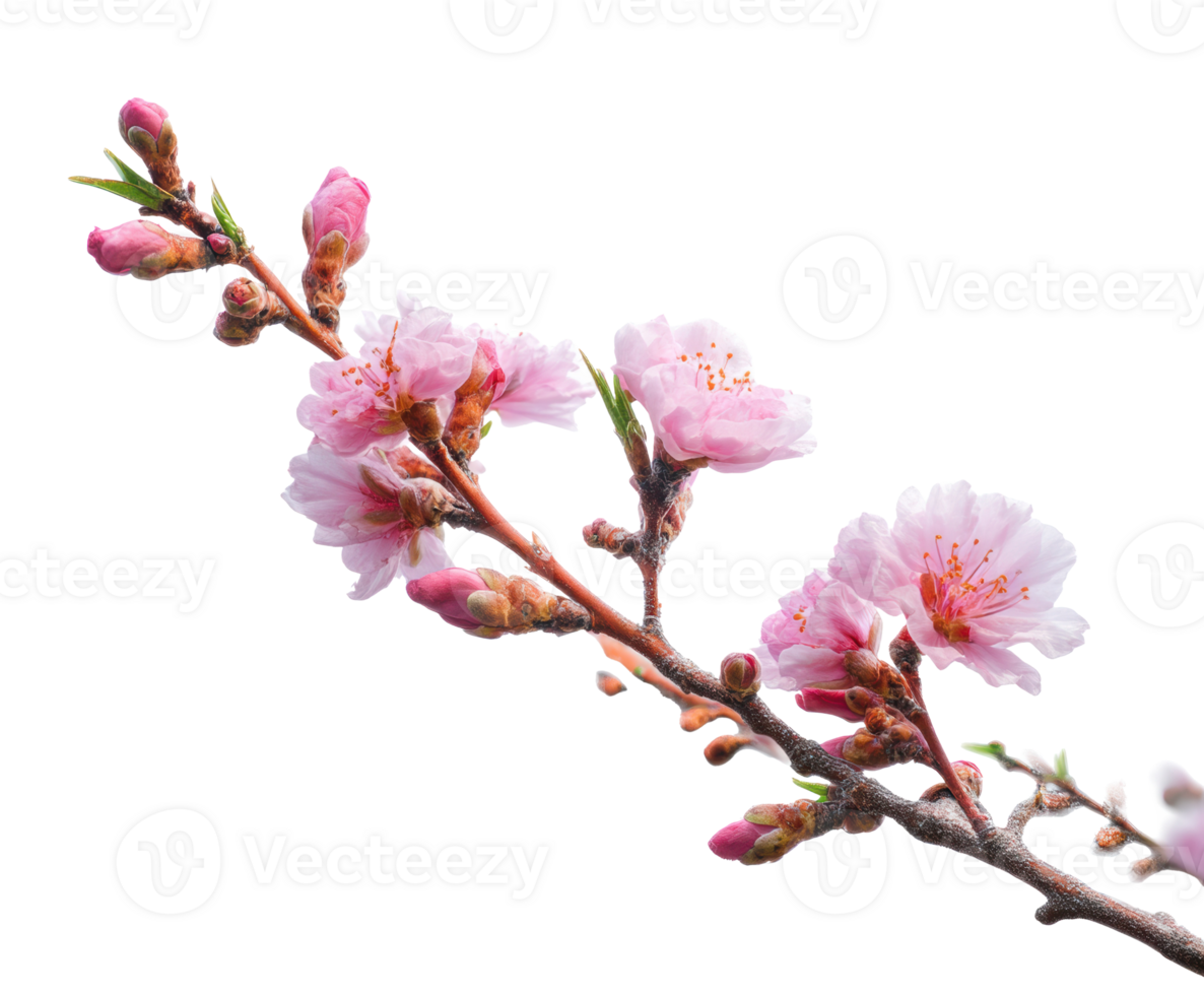 Delicate cherry blossom branch in springtime blooming beauty png