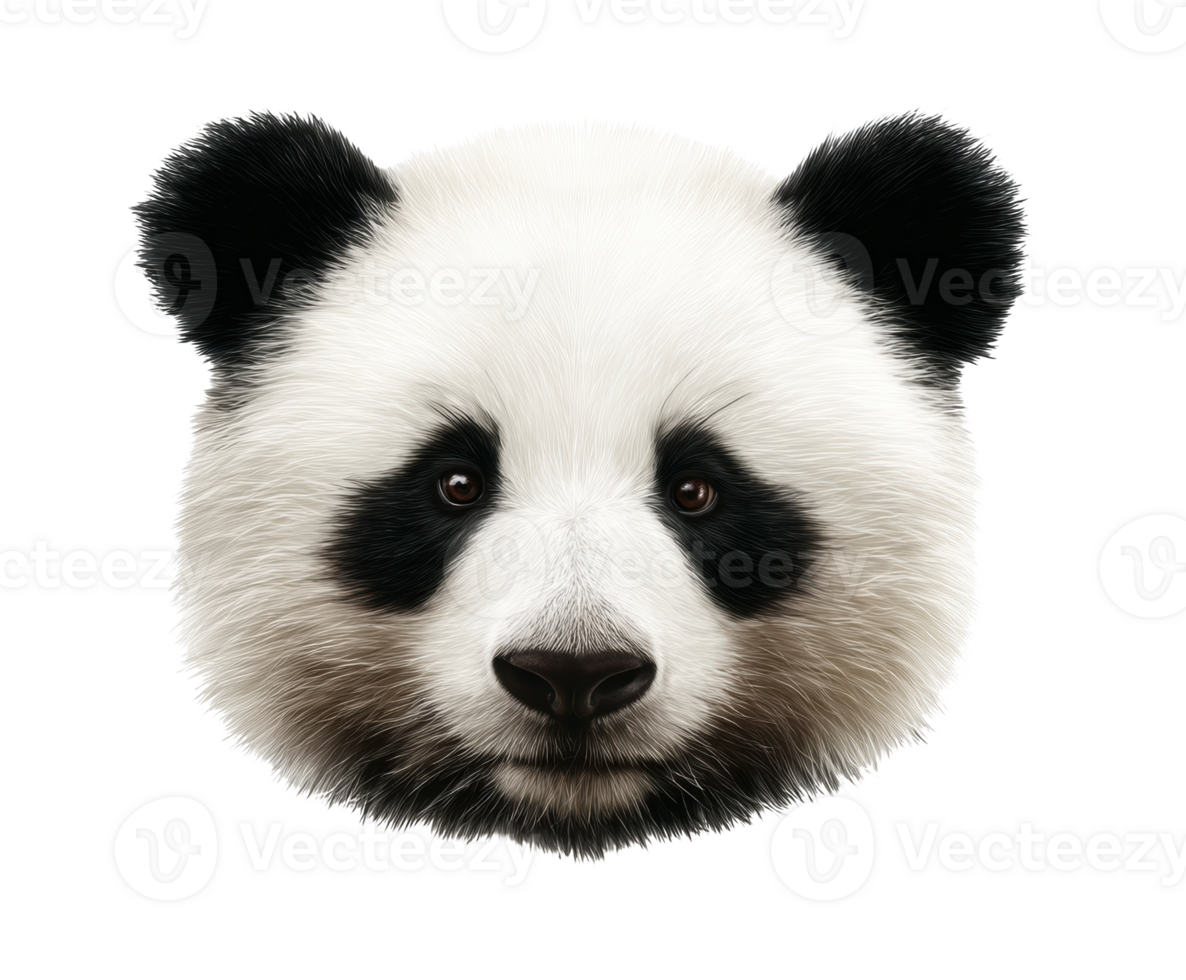 Cute panda face close-up showing expressive eyes and soft fur png