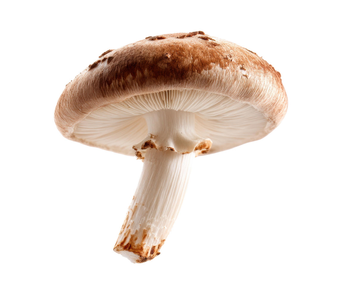 Shiitake mushroom on display highlighting culinary uses and flavor png
