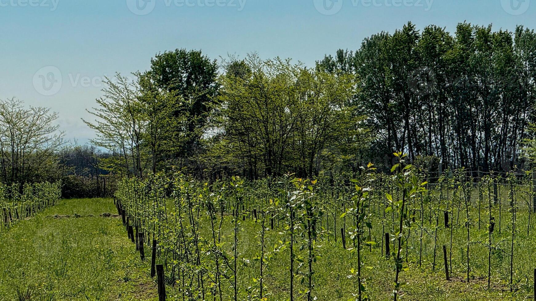 Verdant vineyard rows bask in sunlit splendor, evoking Arbor Day reveries and whispers of Dionysian springtime celebrations photo