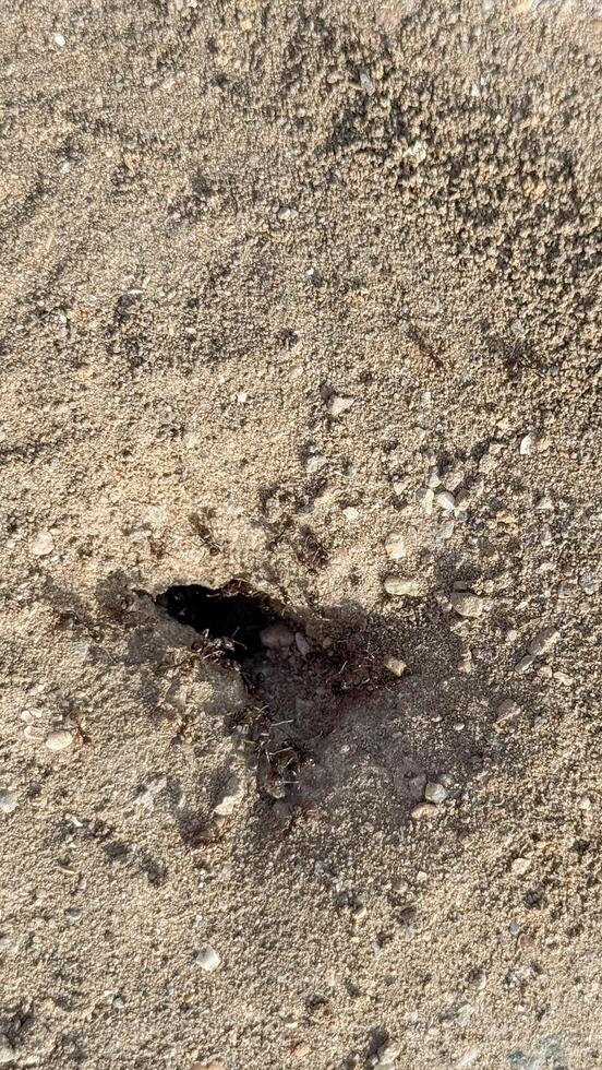 Small black beetle burrowing in sandy soil, representing natures resilience and the cycle of life, Earth Day concept photo