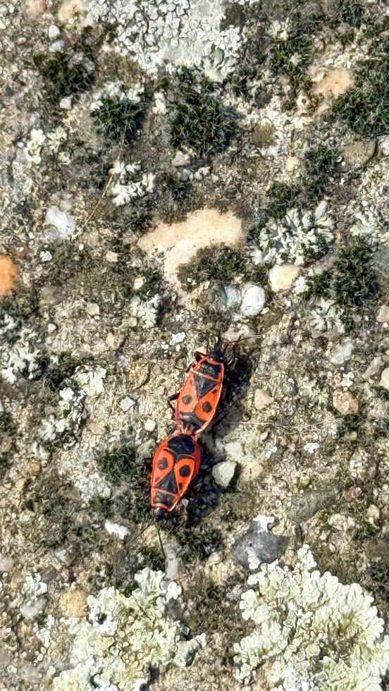 Two firebugs mate on lichen covered ground, symbolizing natures renewal and Earth Days ecological harmony photo