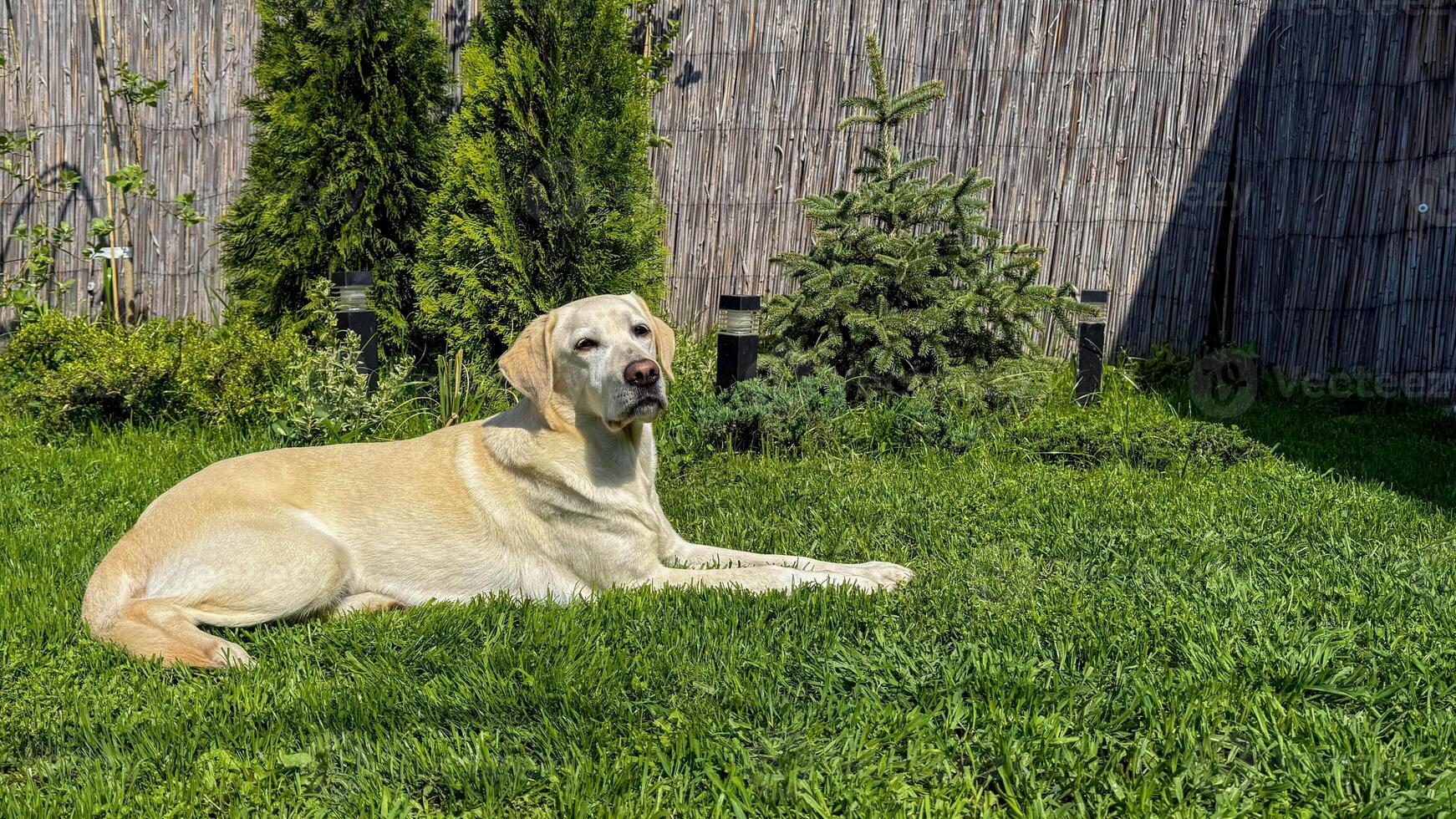 Sunny Labrador basking on emerald grass, embodying lazy afternoon serenity, perfect for Pet Appreciation Week or Lazy Day celebrations photo