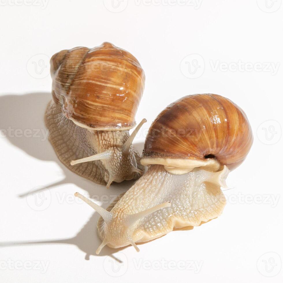 Two sunlit snails elegantly navigate minimalistic terrain, echoing Slow Art Days reflective pace and Fibonaccis spiraled grace photo