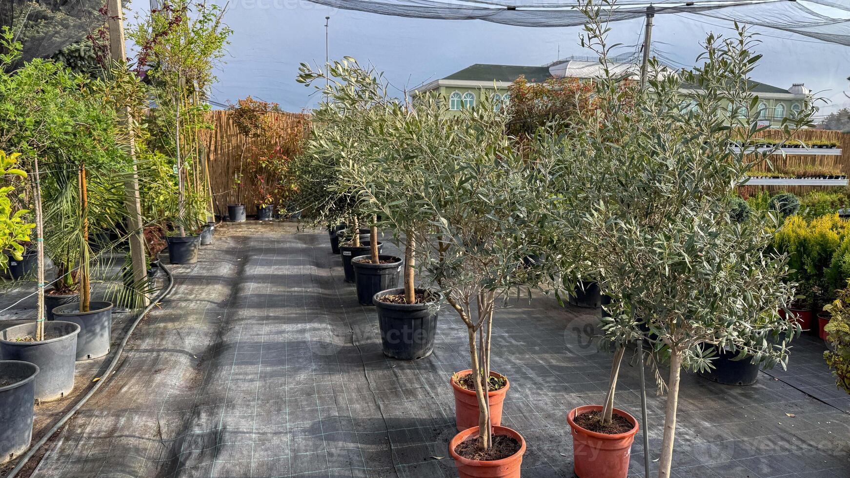 Olive trees bask in the nurserys sunlight, whispering secrets of Mediterranean midsummer and Arbor Day dreams, vitality nurtured photo