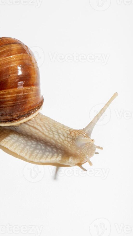 Earthy snail carrying its tiny world, ephemeral nature on Shellfish Appreciation Day, shadows dance in sunlit stillness photo
