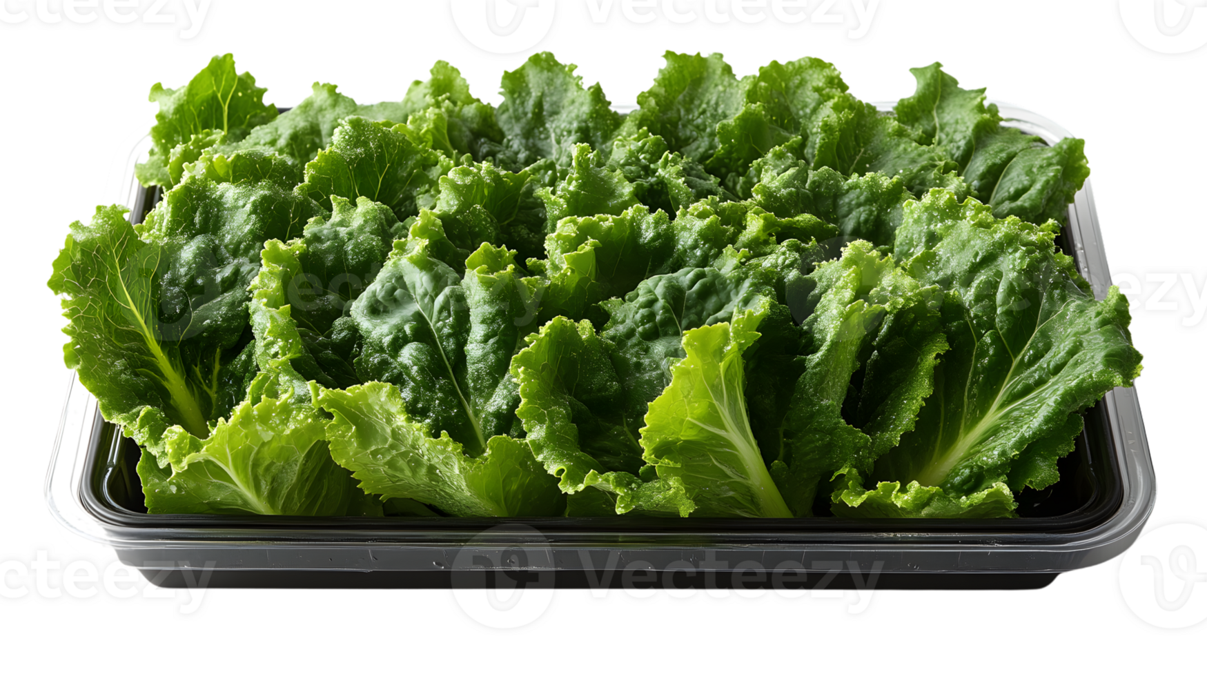 Fresh Green Lettuce in a Plastic Container png