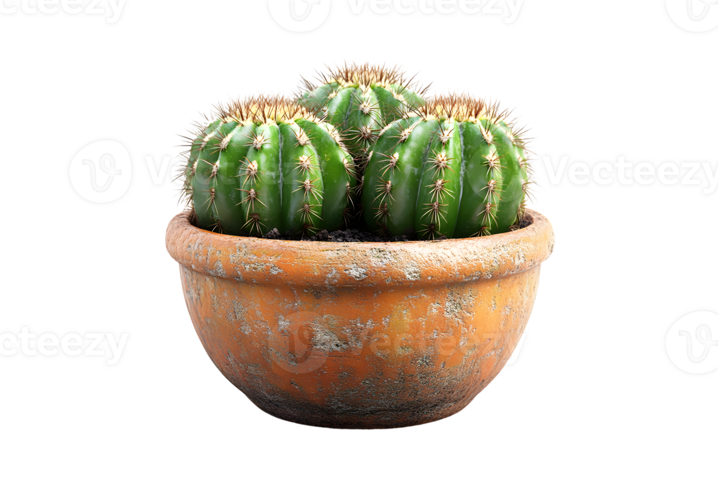 A vibrant cactus in a rustic pot perfect for home decor and botanical enthusiasts png