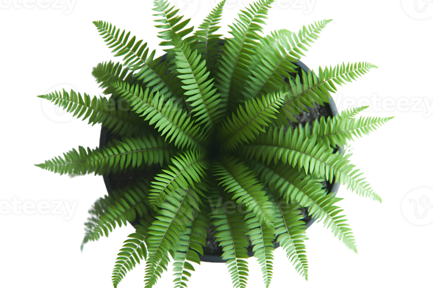 Aerial View of Lush Green Fern in Pot Perfect for Nature and Botanical Designs png