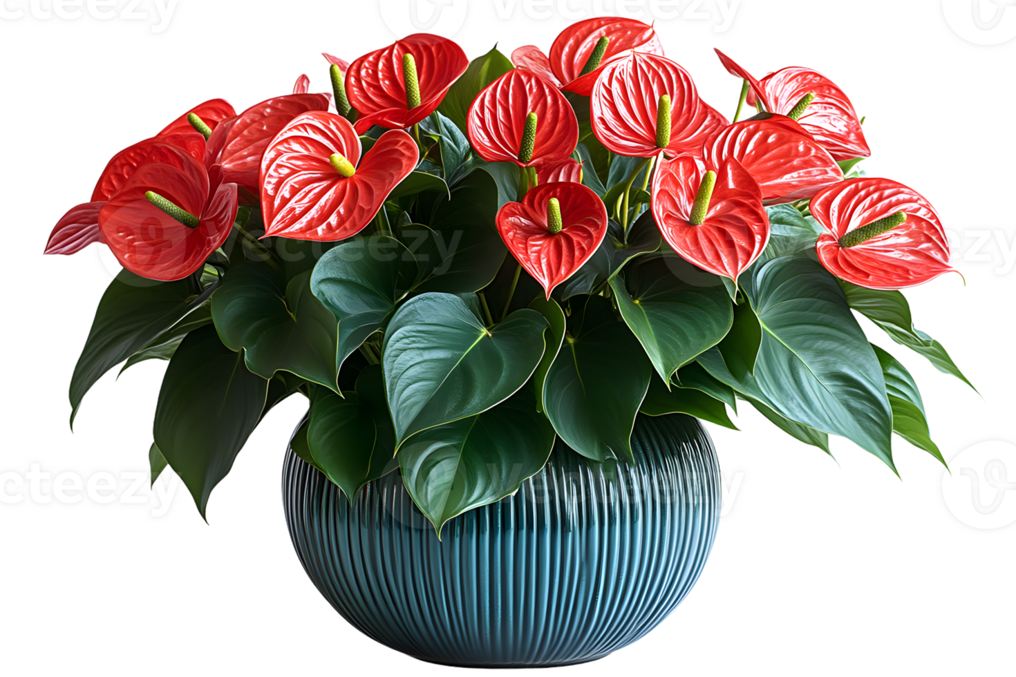 Anthurium flowers in a teal pot vibrant red blossoms lush green foliage botanical image hom png