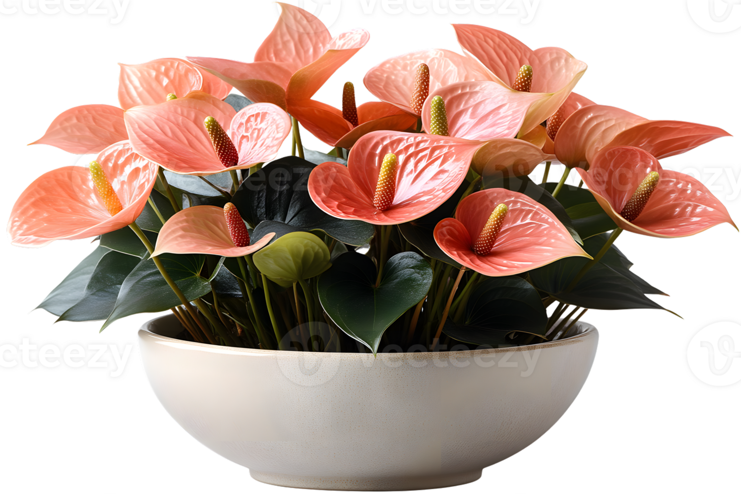 Anthurium Flowers in a Pot Peach Blooms Houseplant Home Decor Floral Arrangement png