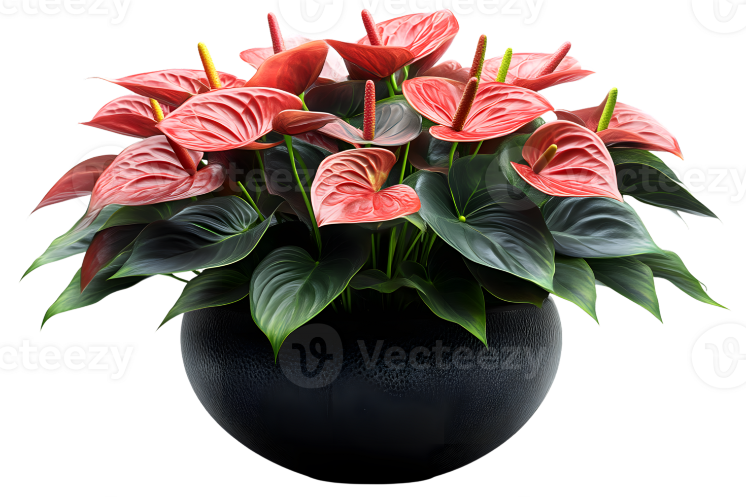 Anthurium Plant in Dark Pot Red Flowers Home Decor Tropical Foliage png