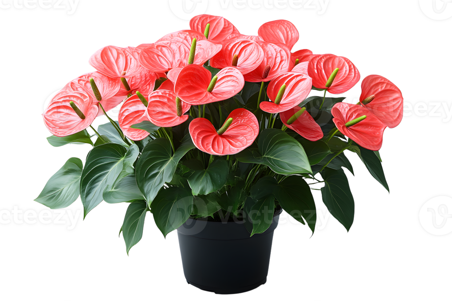 Anthurium Plant in Pot Vibrant Pink Flowers Lush Green Foliage Home Decor Interior Design png