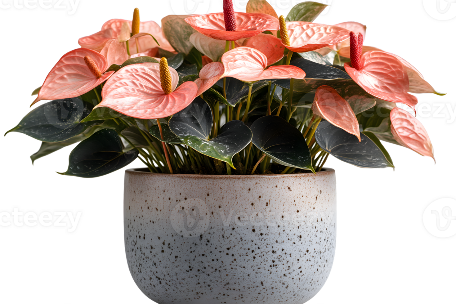 Anthurium Plant in Pot Pink Flowers Home Decor Indoor Plant Photography png