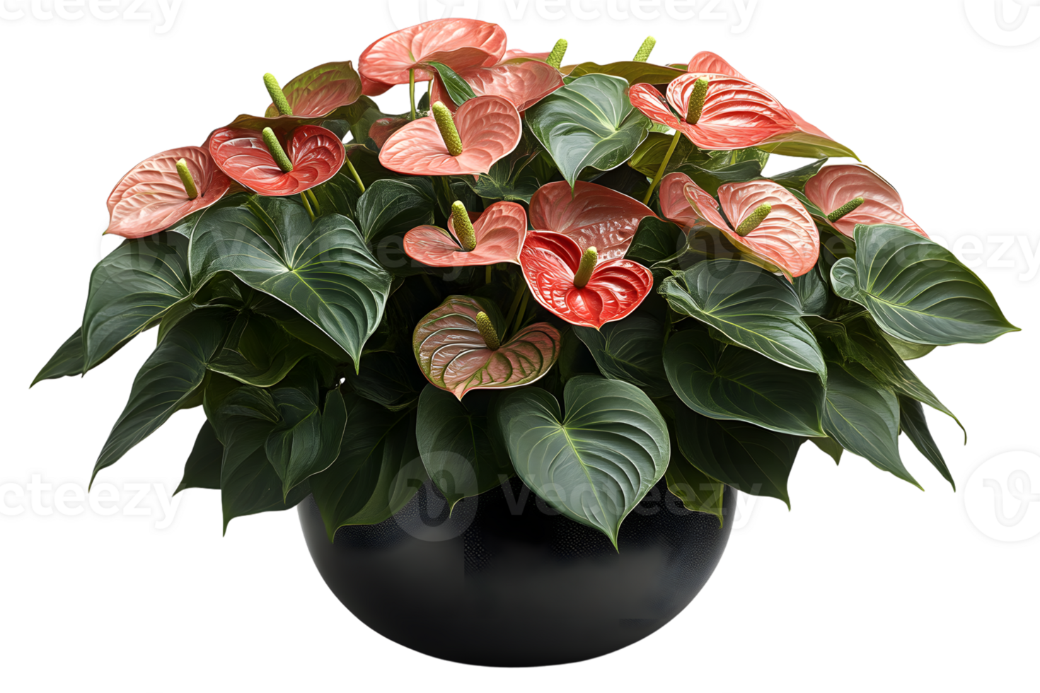 Anthurium Plant in a Pot Pink Flowers Green Leaves Houseplant Home Decor png