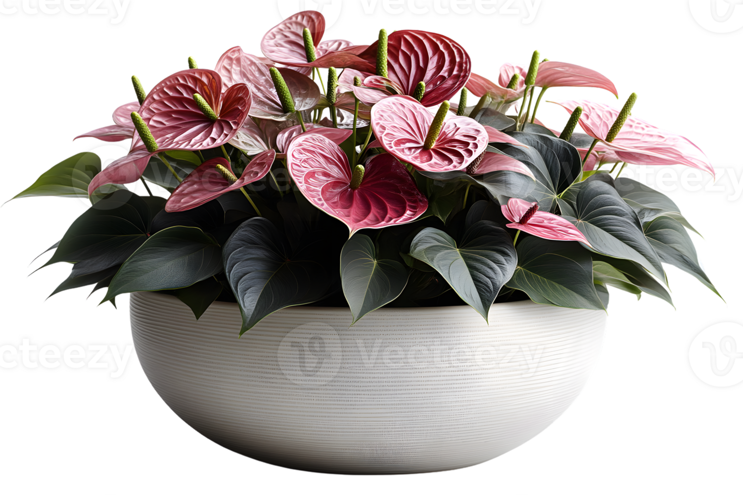 Anthurium Plant in White Pot Pink Flowers Home Decor Interior Design png