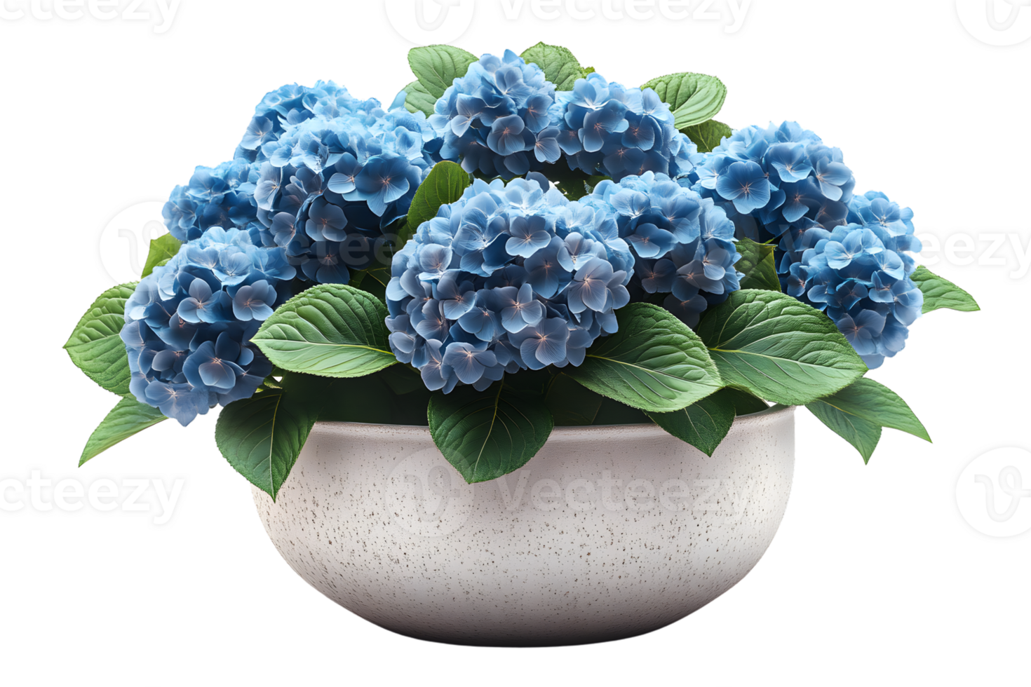 Blue Hydrangea Blooms in a Decorative Pot png