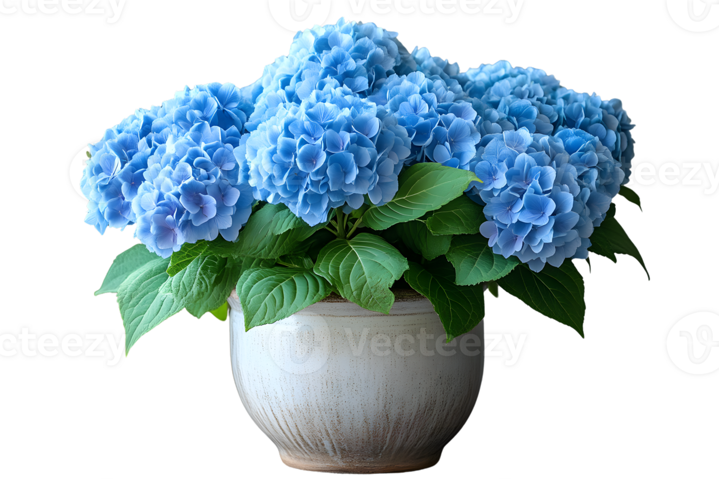 Blue Hydrangea Blooms in a Pot Floral Arrangement Spring Flowers png