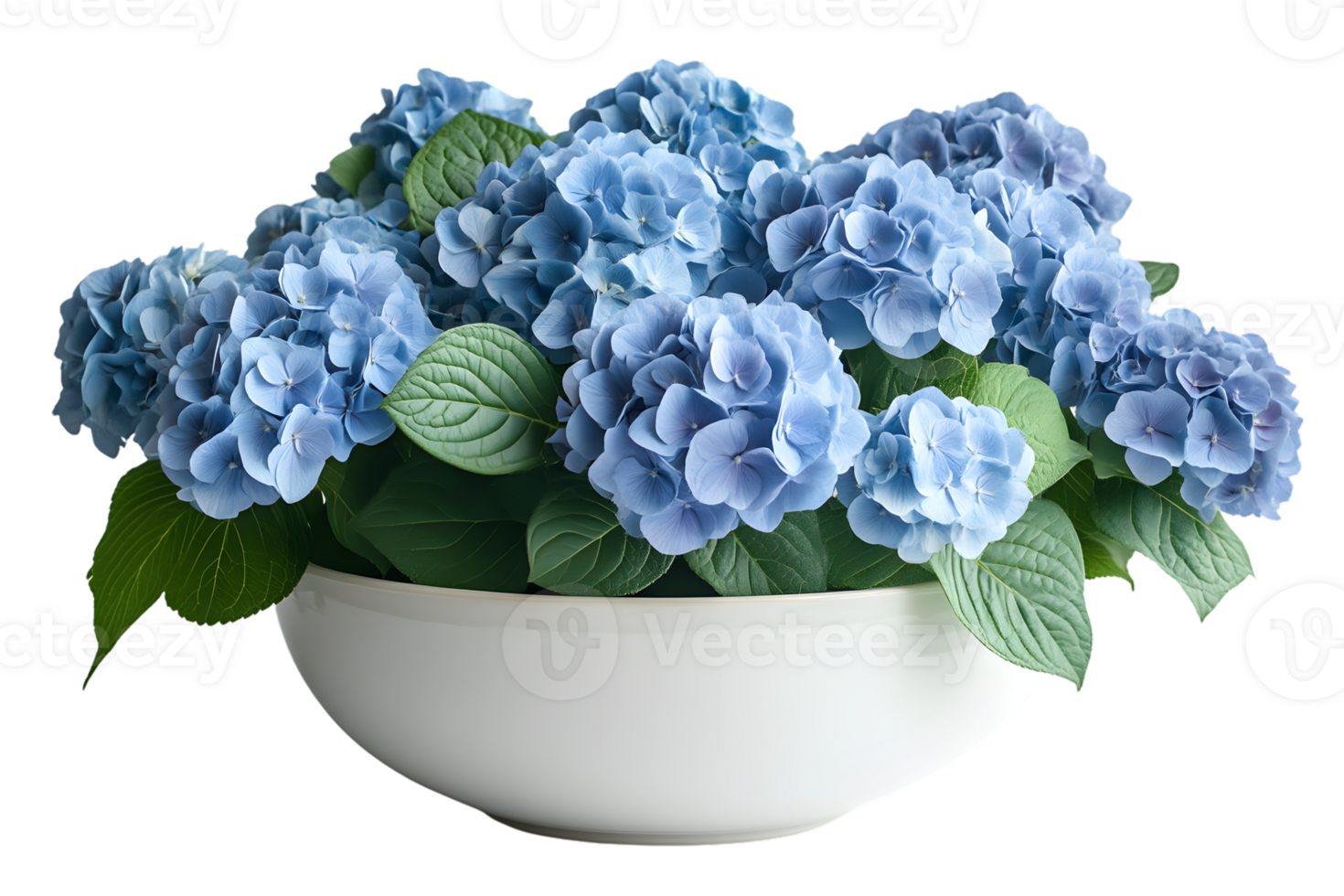 Blue Hydrangea Blooms in White Bowl Floral Arrangement CloseUp Photography png