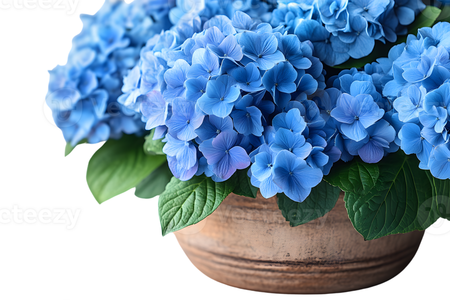 Blue Hydrangea Flowers in a Pot CloseUp View png