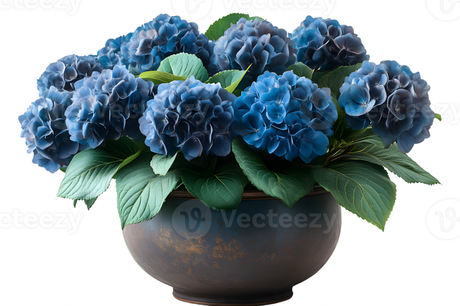 Blue Hydrangea Flowers in a Pot Lush Blooms Home Decor Botanical Photography png
