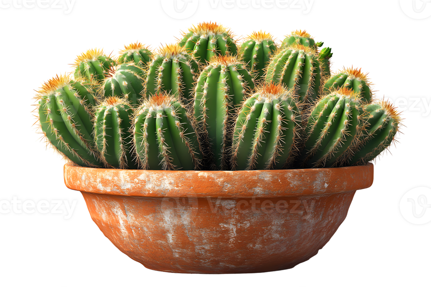 Cactus Plant in Terracotta Pot Desert Flora Succulent Arrangement png