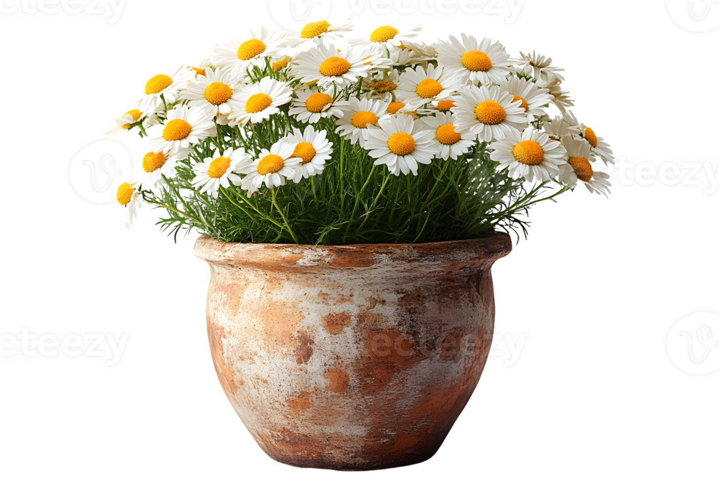 Chamomile flowers in a rustic terracotta pot spring flowers white petals yellow center flor png