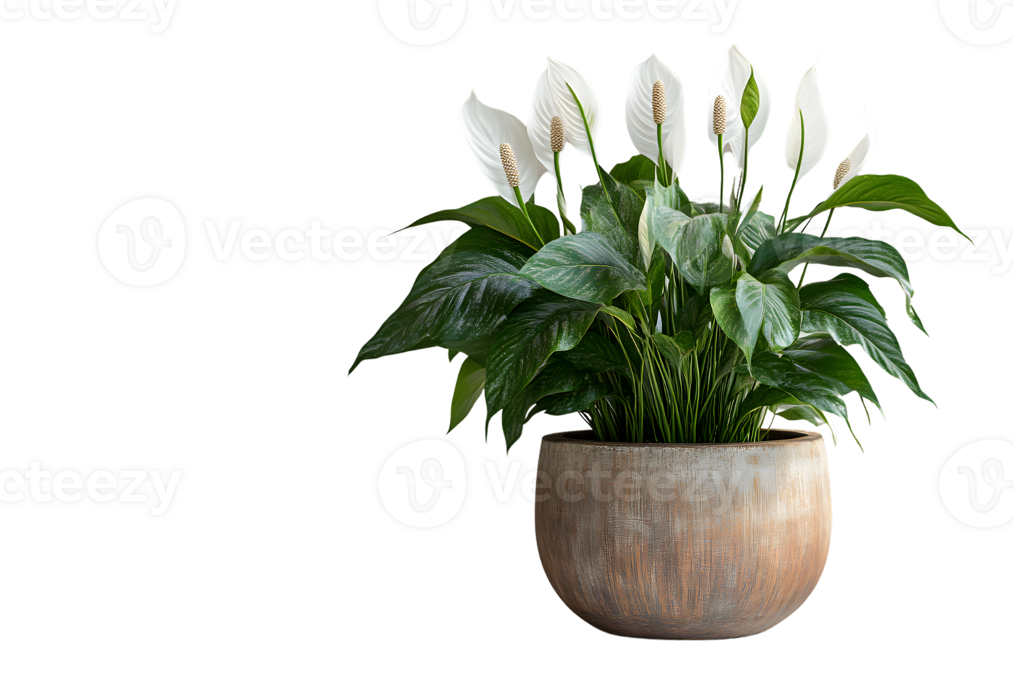 Elegant Indoor Plant with White Blooms in a Decorative Pot png
