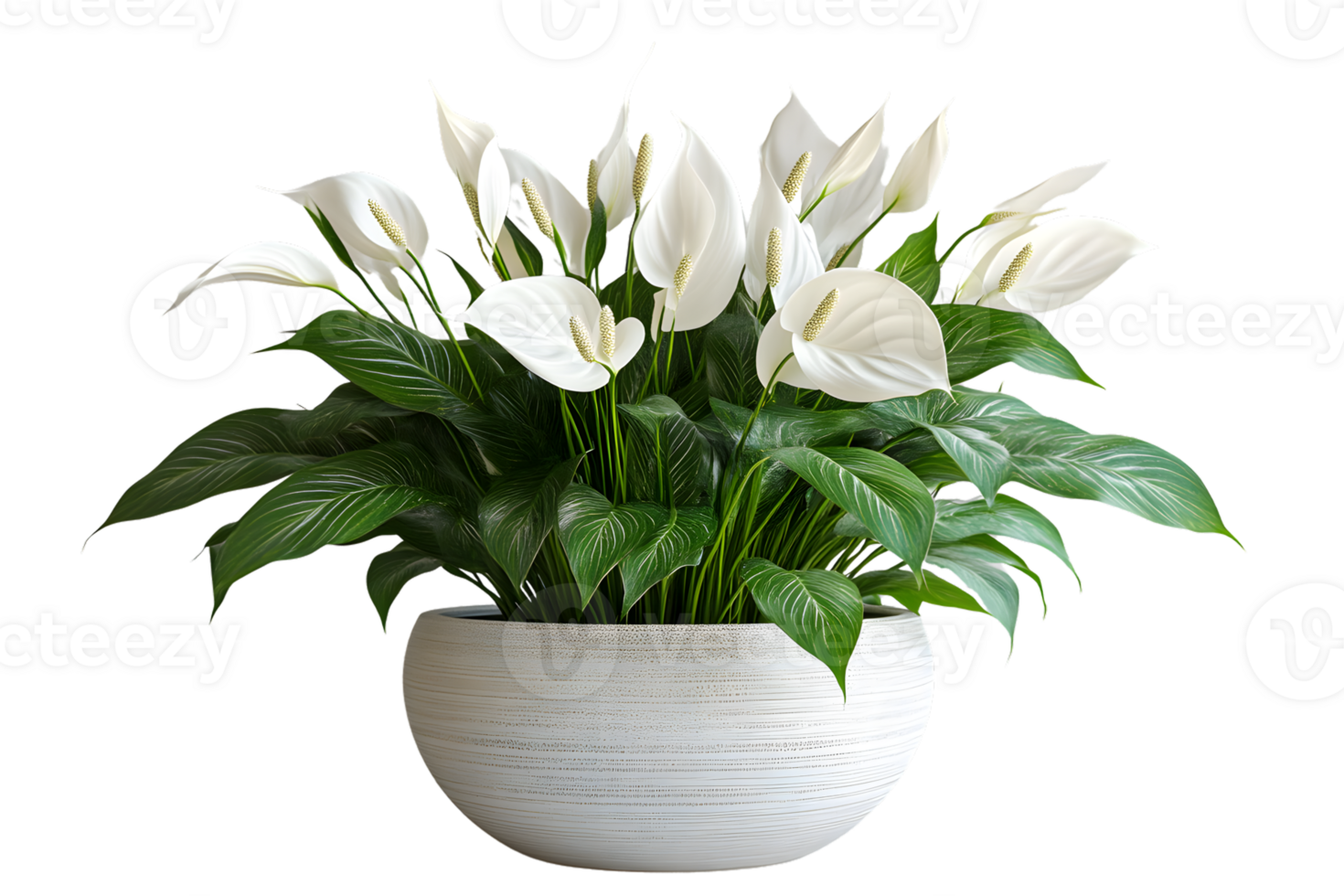 Elegant White Flower Arrangement in a Modern Pot Ideal for Home Decor and Botanical Themes png