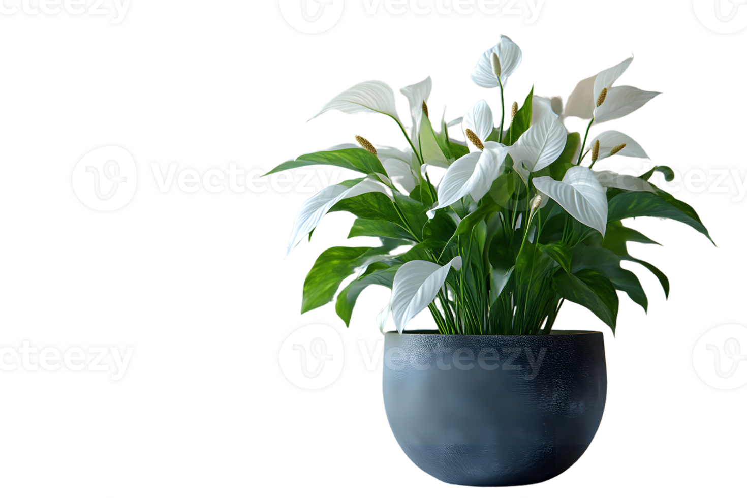 Elegant White Flowering Plant in Modern Pot Ideal for Home Decor and Botanical Enthusiasts png