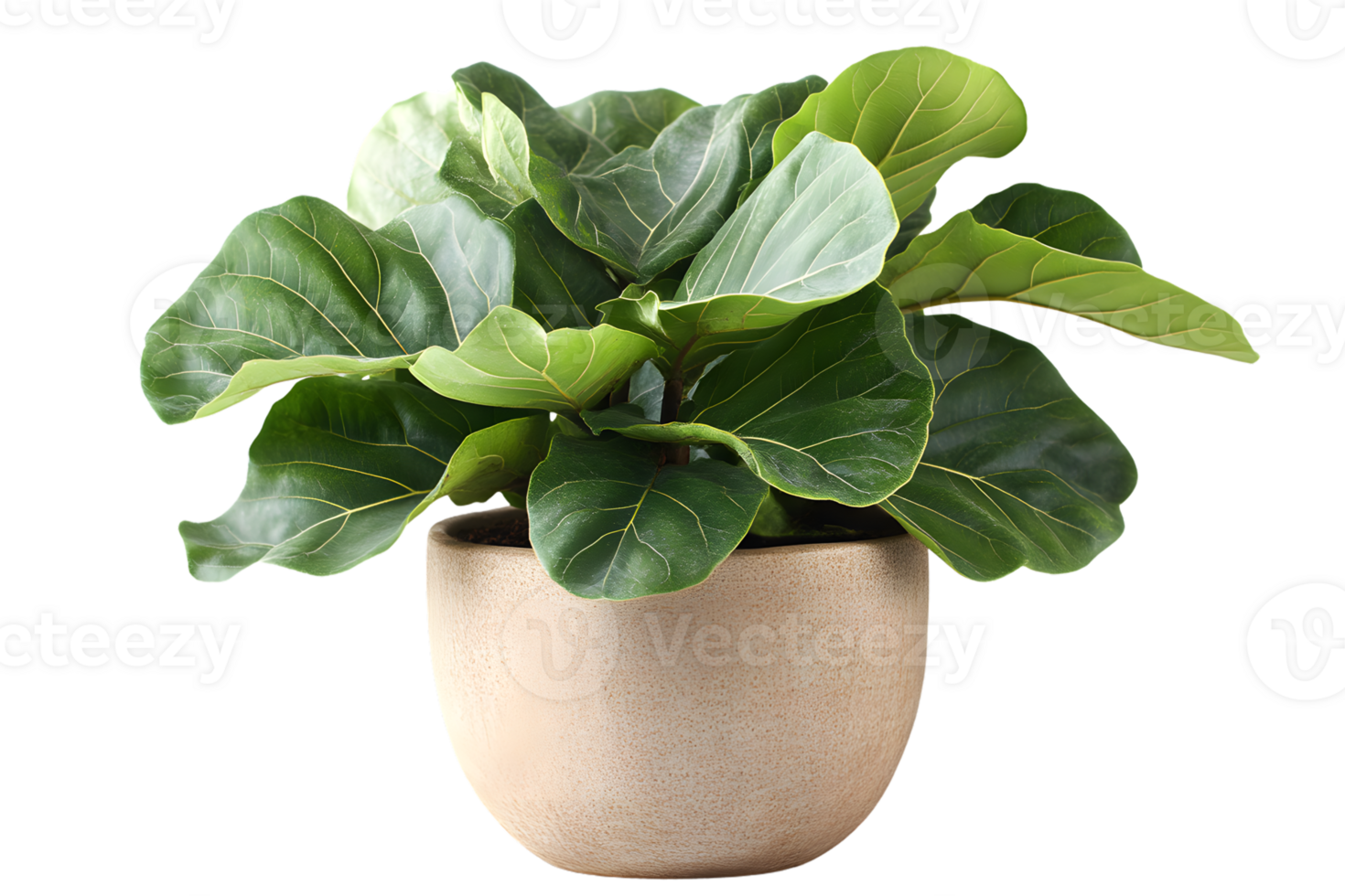 Fiddle Leaf Fig Plant in Pot Green Foliage Home Decor Indoor Plant Botanical Photography png
