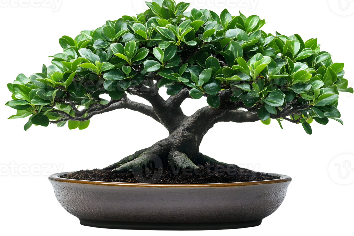 Green Bonsai Tree in a Pot Isolated on Black Background png