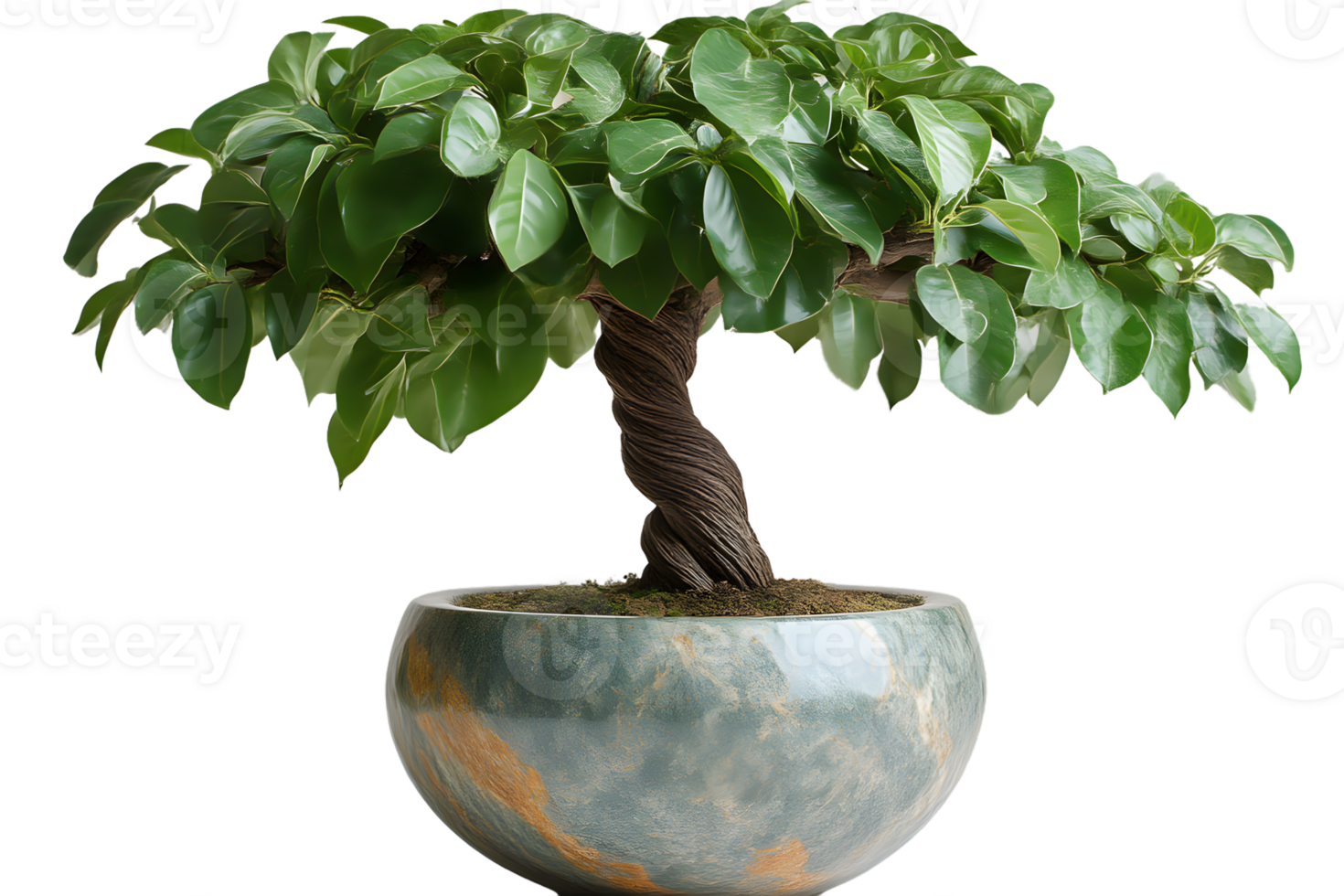 Green Bonsai Tree in Pot Lush Foliage Twisted Trunk Home Decor Nature Photography png
