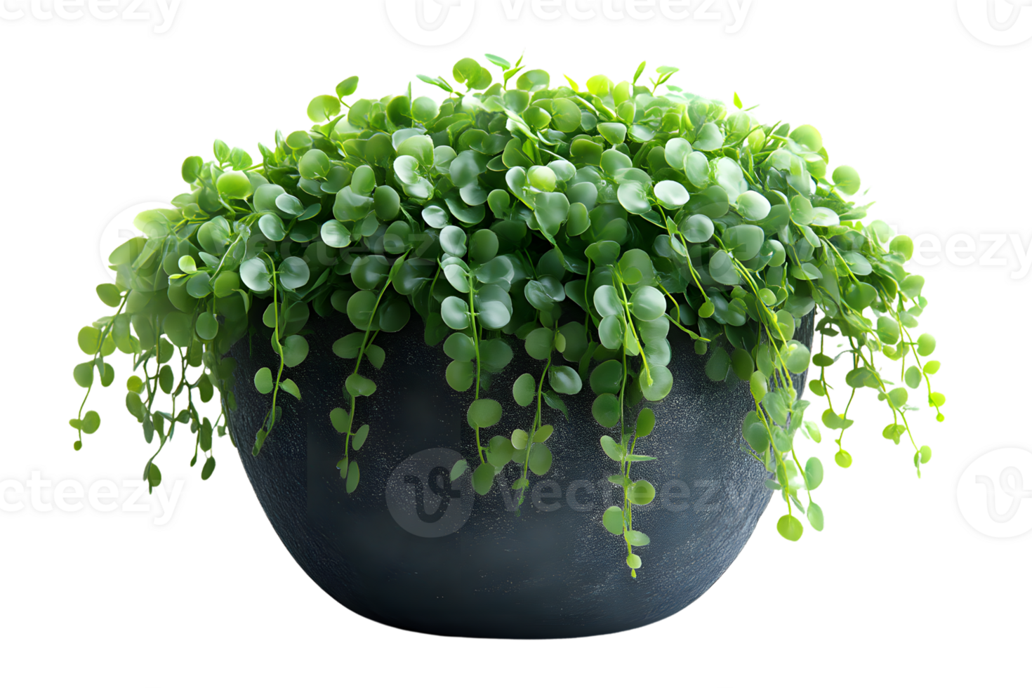 Green Plant in a Dark Pot Lush Foliage Home Decor Indoor Plant Hanging Vines png