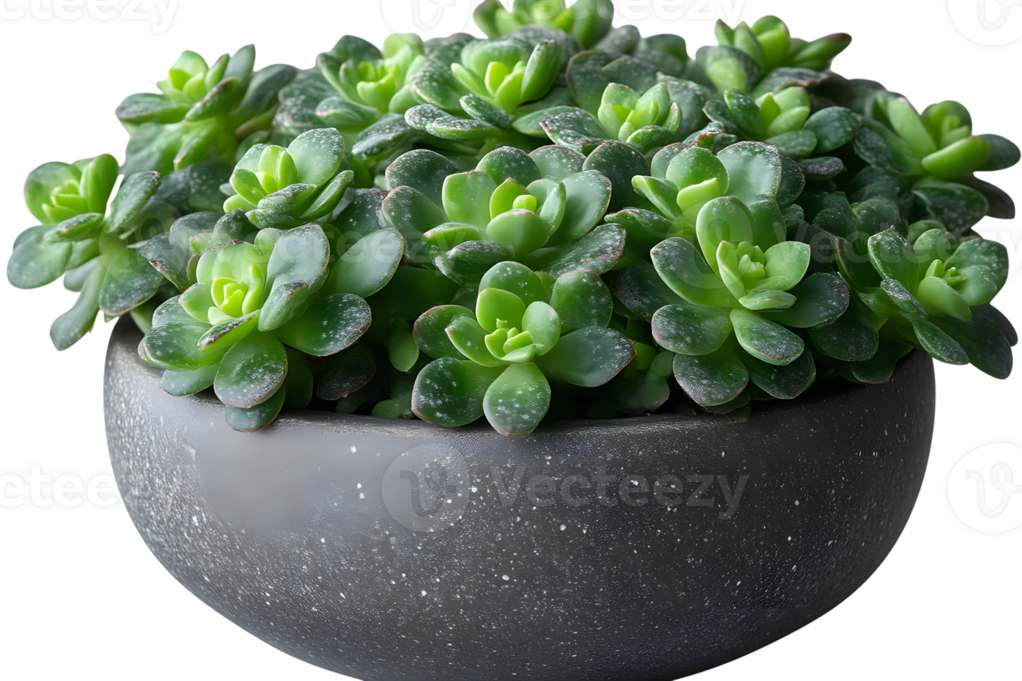 Green Succulents in a Grey Pot Closeup View png