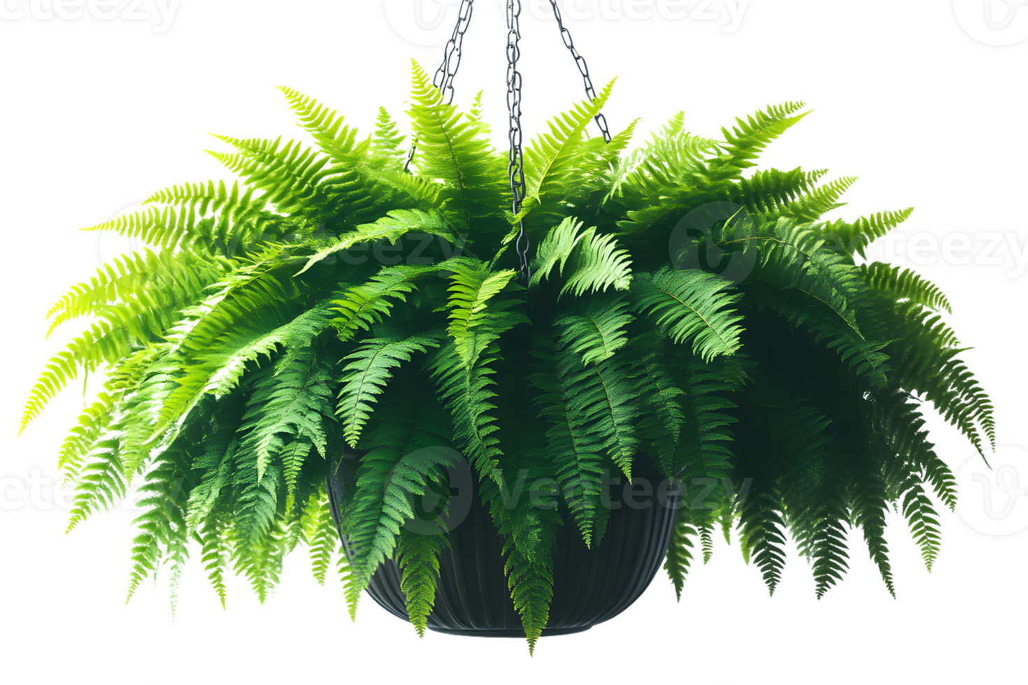 Hanging fern plant in a dark pot lush green foliage black background png