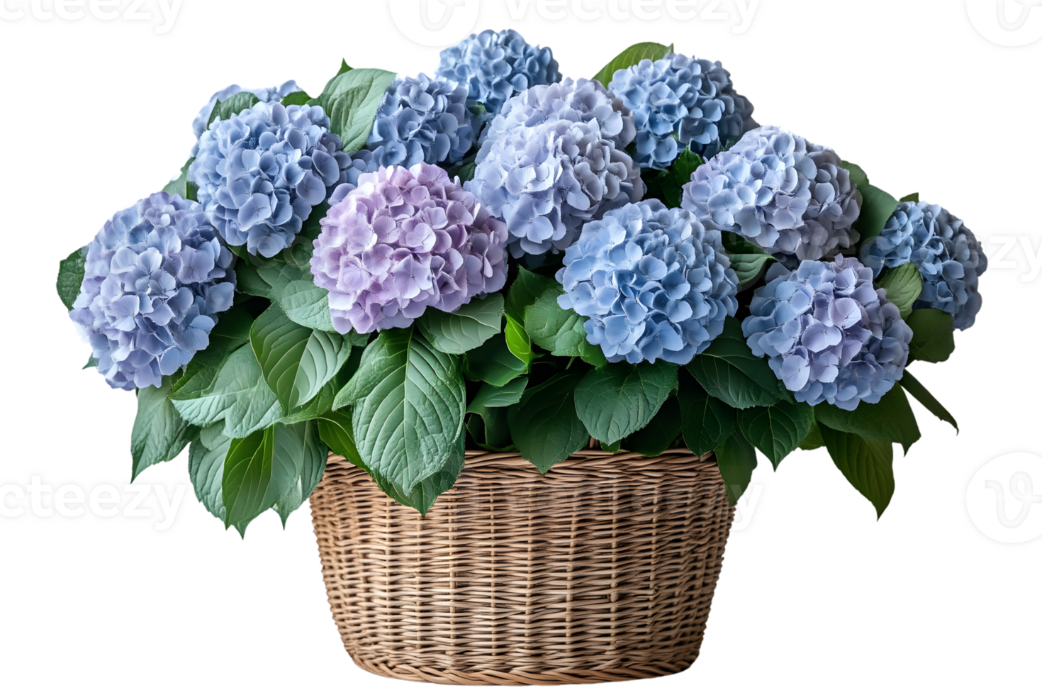 Hydrangea Blooms in a Wicker Basket Floral Arrangement Photography png